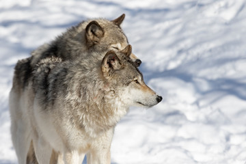 Two Timber wolves or grey wolves Canis lupus standing in the winter snow in Canada