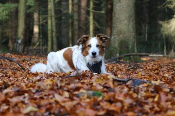Hund Leila liegt aufmerksam auf dem Laubboden im Wald.