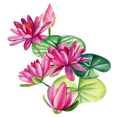 pink lotus, beautiful watercolor flowers on white background, hand drawing