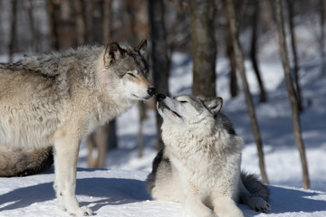 Two Timber wolves or grey wolves Canis lupus standing in the winter snow in Canada