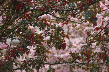 Obraz premium cherry blossom in spring