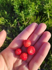 Strawberry in hand
