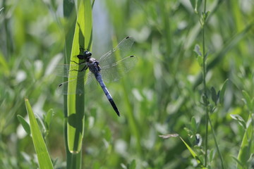 dragonfly on leaf