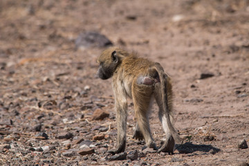 Chacma baboon walking around, Chobe riverfront, Botswana, Africa
