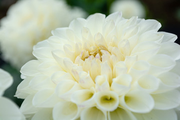 白いダリア
