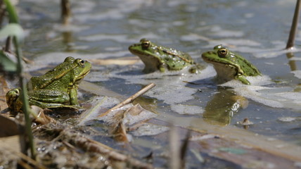 frogs
