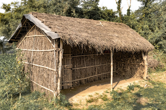 Tribal Hut having thatched roof, made from Bamboo Straws and sticks. A Typical house form of Tribal areas of Eastern India. Such houses are temporary and regulate temperature in natural way. - Image.
