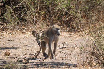 Obraz premium Chacma baboon walking around, Chobe riverfront, Botswana, Africa