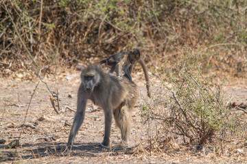 Chacma baboon walking around, Chobe riverfront, Botswana, Africa