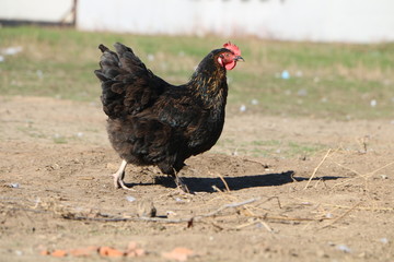 black chicken