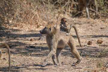 Chacma baboon walking around, Chobe riverfront, Botswana, Africa