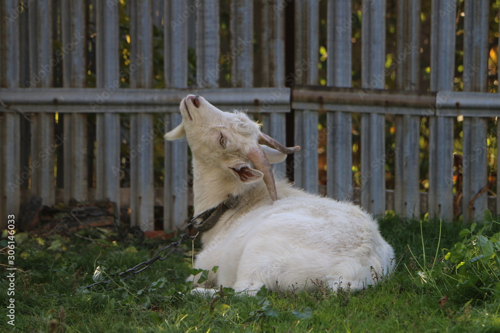 Wall mural Whitу goat are scratching