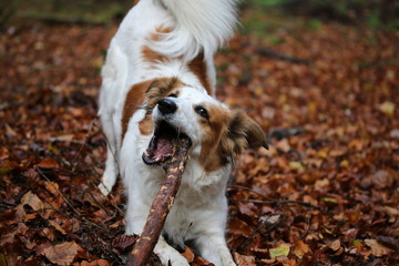 Hund Leila spielt mit einem Stock im Laubwald