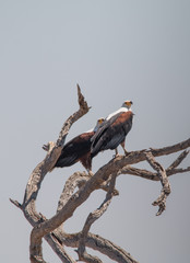 African fish eagle, Chobe Riverfront, Botswana, Africa