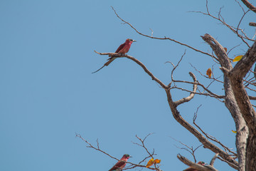 Southern carmine bee eater at chobe riverfront, Botswana
