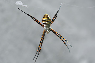 Wespenspinne