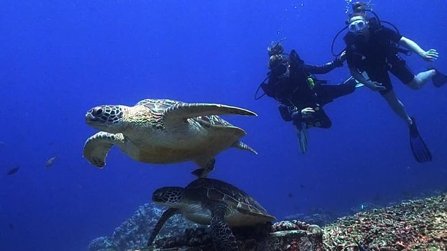 2 green turtles and 2 scuba divers
