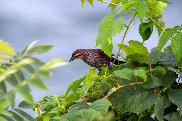 Starling on a wild vine at the edge of a river