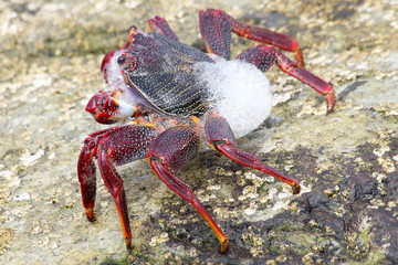 rote Klippenkrabbe