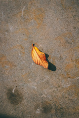 A fallen leaf