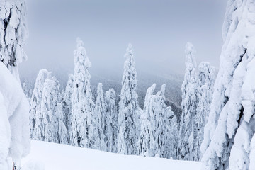 Majestic winter landscape with snowy fir trees.  Winter postcard.