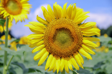 Fototapeta premium sunflower in the field