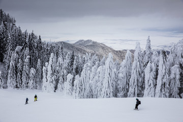 Majestic winter landscape with snowy fir trees.  Winter postcard.