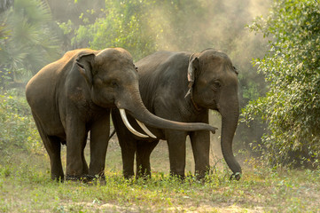 Fototapeta na wymiar Thai elephants are living in the jungle