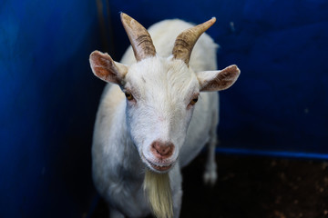 white goat on blue blackground