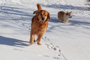 Golden retriever and cute ginger dog Corgi cheerfully ran on snow in winter park