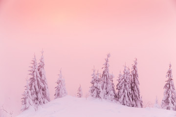 Majestic winter landscape with snowy fir trees.  Winter postcard.