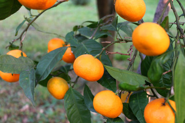 Bright ripe tangerines on the branches