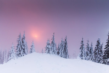 Majestic winter landscape with snowy fir trees.  Winter postcard.