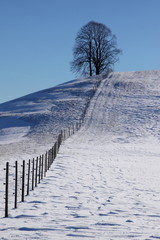 Winter landscape with fence and a tree on a hill