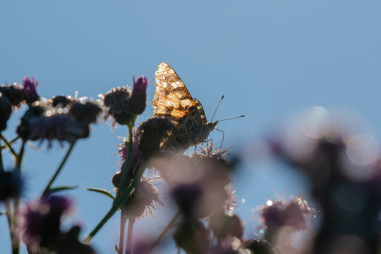 macro di una farfalla sul fiore di un cardo. controluce