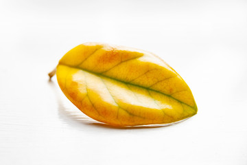 Yellow sheet on a white matte background. Lonely withering leaf. Selective soft focus. The concept of loneliness and aging.