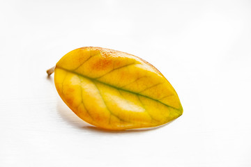 Yellow leaf on a shiny background. Lonely withering leaf. Selective soft focus. The concept of loneliness and aging.