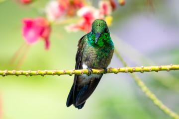 A juvenile Copper-rumped hummingbird perching in a Pride of Barbados tree guarding his territory