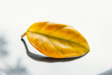 Yellow leaf on glare background. Close-up of a lonely fading leaf. Selective soft focus. The...