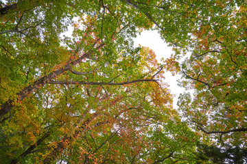 Fototapeta na wymiar autumn forest with perspective view in nikko japan
