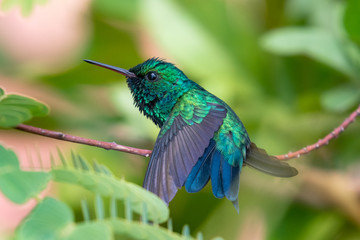 A Blue-chinned Sapphire hummingbird stretching on a branch surrounded by vegetation in a garden.