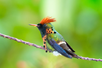 A Tufted Coquette hummingbird perching on a branch in a garden.  Glittering hummingbird with green background.  Bright orange hummingbird isolated. Bird in garden