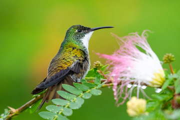 A White-chested Emerald perches on a Calliandra tree next to a flower.