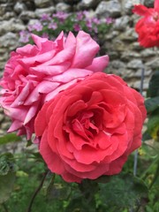 Red and pink rose in garden