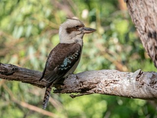 Kookaburra 