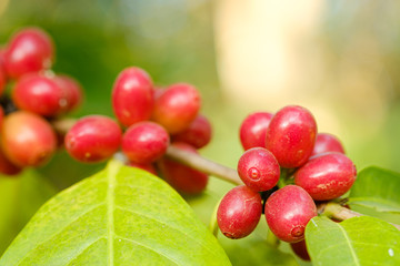 Close up bean coffee in nature