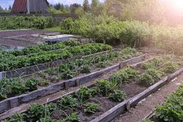 Beds of growing onions and strawberries and vegetables in farm, gardening and farming concept. Farm...