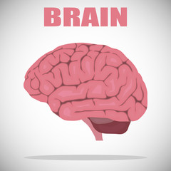 Brain, brain icon, realistic human brain with gyrus isolated on white. Vector illustration.