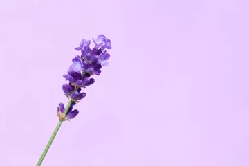 Foto op Plexiglas Beautiful lavender flowers. © dorotaam