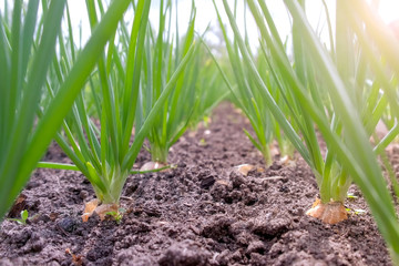Onions growing in garden in rows in open ground in farm, side view. Garden bed with onion, gardening and farming concept. Farm homestead with agricultural landings. Plants of vegetables, closeup view.